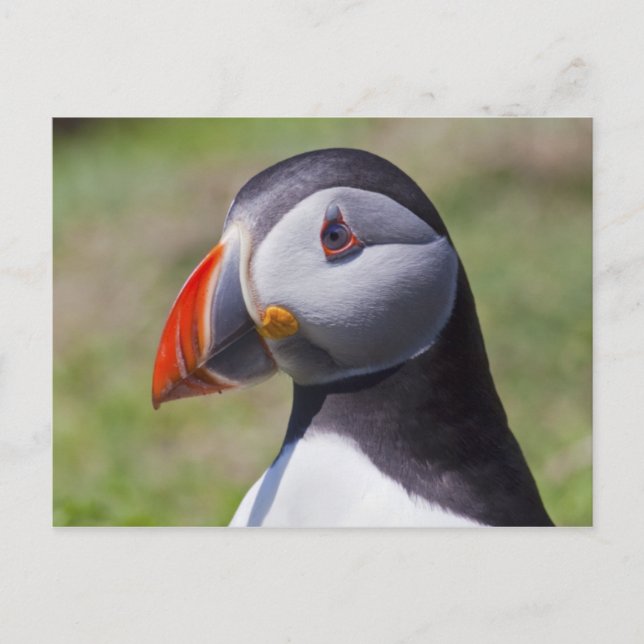 Puffin Portrait Postcard (Front)