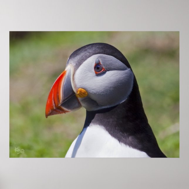 Puffin Portrait Print (Front)