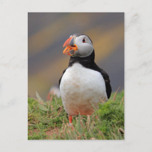 Puffin Postcard