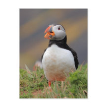 Puffin
