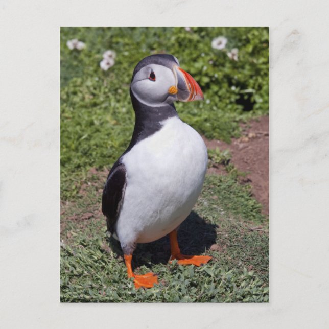 Puffin Postcard (Front)