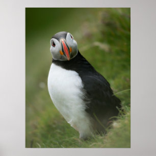 Puffin poster