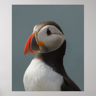 Puffin Poster