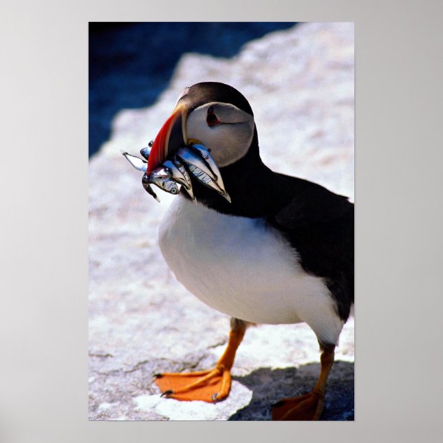 Puffin Poster (Front)