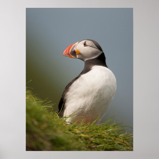 Puffin poster (Front)