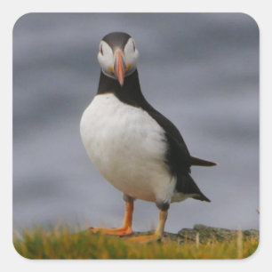 Puffin Sticker