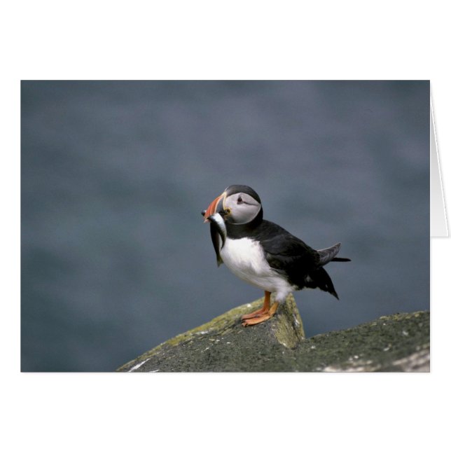 Puffin with fish (Front Horizontal)