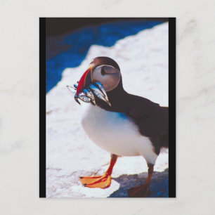 Puffin with Fish Postcard