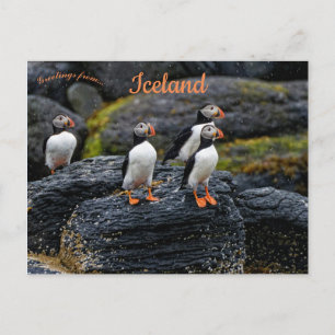 Puffins in the Rain in Iceland Postcard