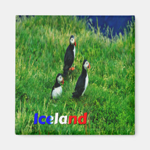  Puffins   Magnet