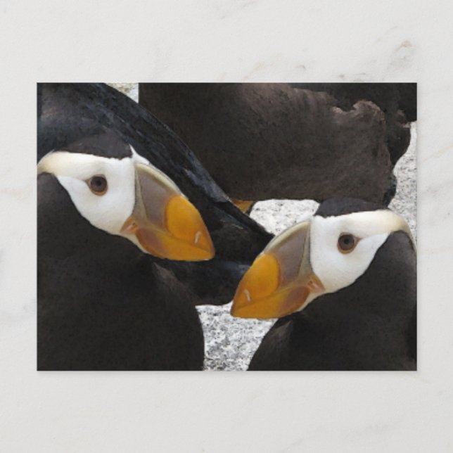 Puffins... Postcard (Front)