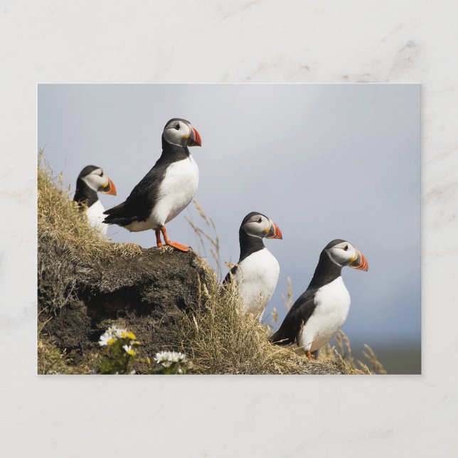Puffins Postcard (Front)