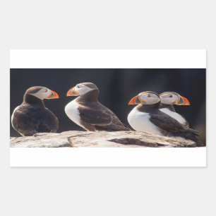 Puffins Rectangular Sticker