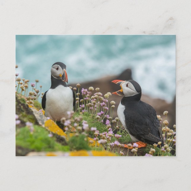 PUFFINS - SALTEE ISLANDS, IRELAND POSTCARD (Front)