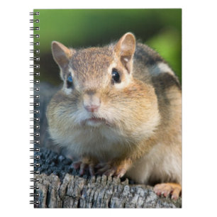 Puffy Cheeked Chipmunk Notebook