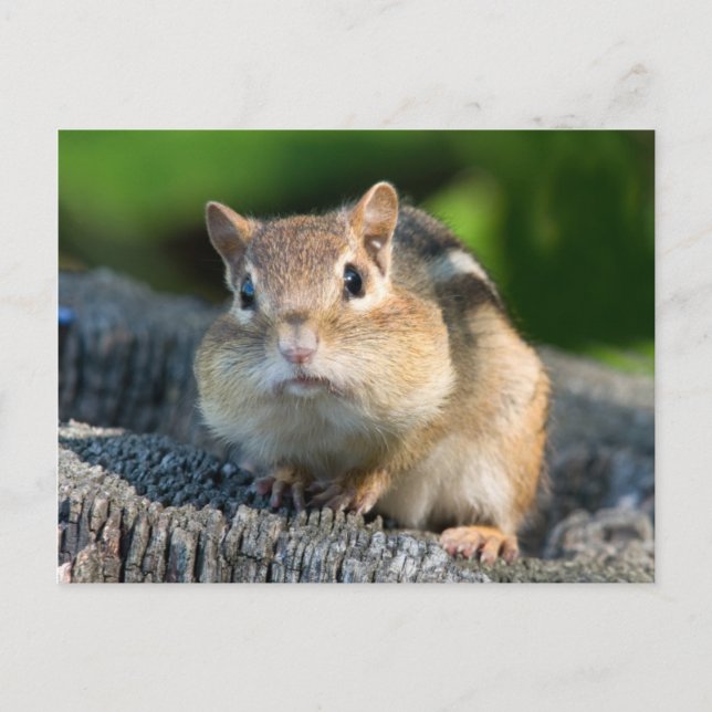Puffy Cheeked Chipmunk Postcard (Front)