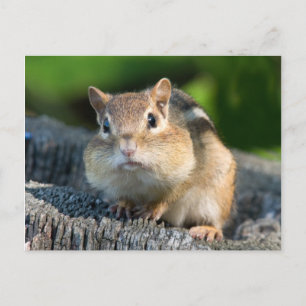 Puffy Cheeked Chipmunk Postcard