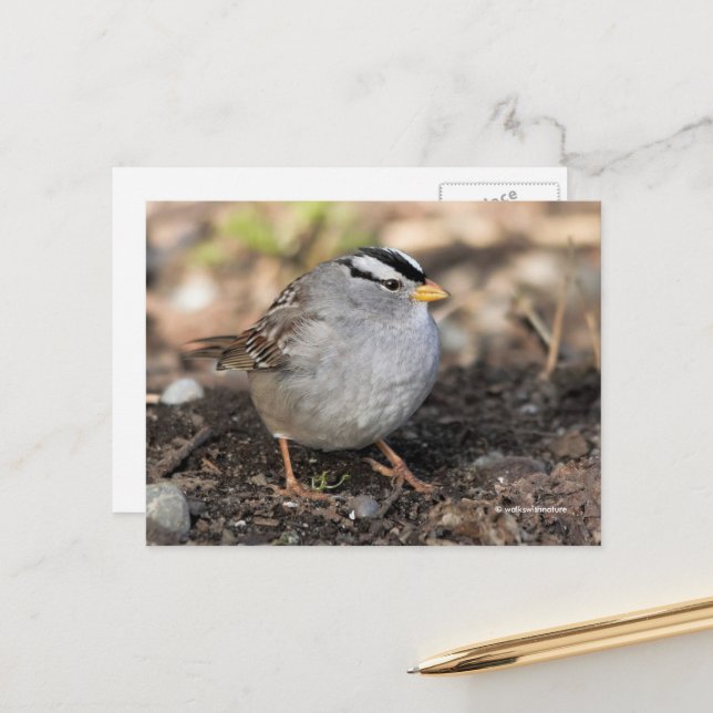 Puffy White-Crowned Sparrow Songbird in Winter Sun Postcard (Front/Back In Situ)