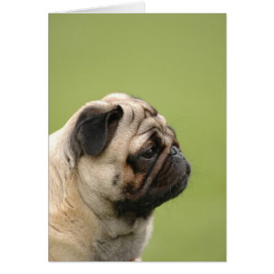 Pug