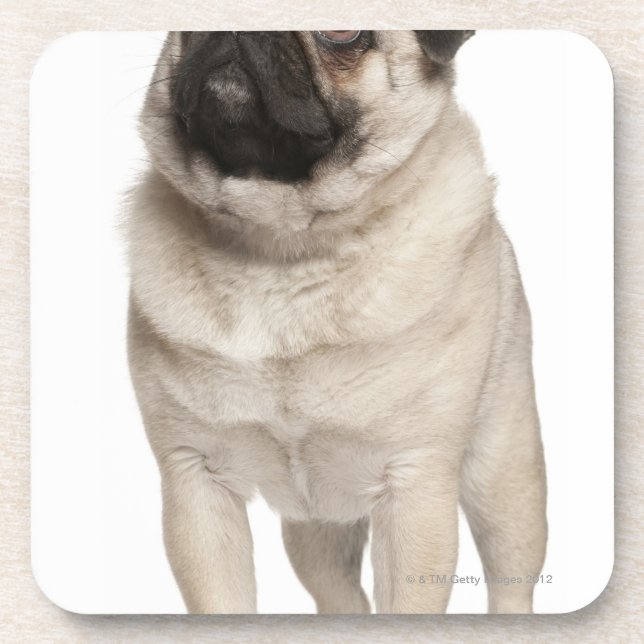 Pug (13 months old) looking up coaster (Front)
