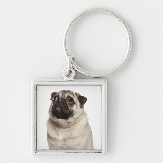 Pug (13 months old) looking up key ring (Front)