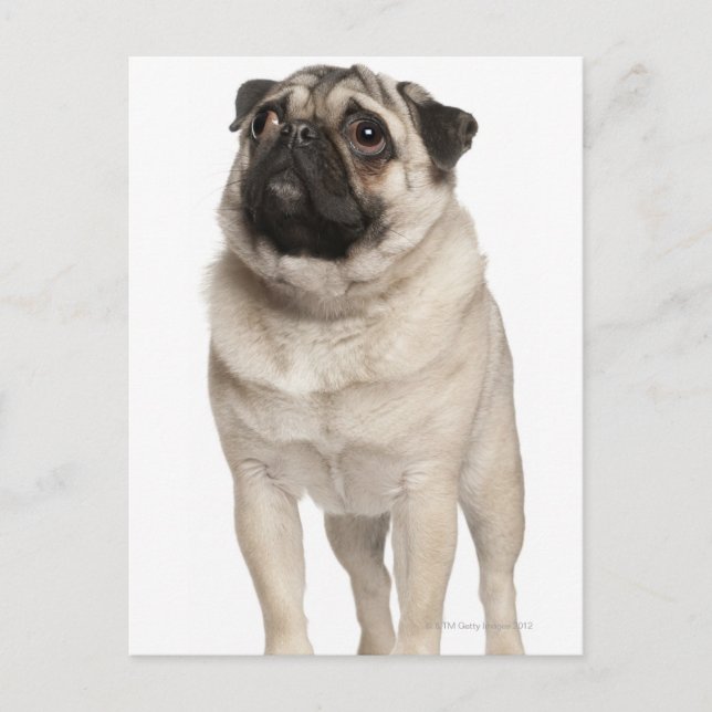 Pug (13 months old) looking up postcard (Front)