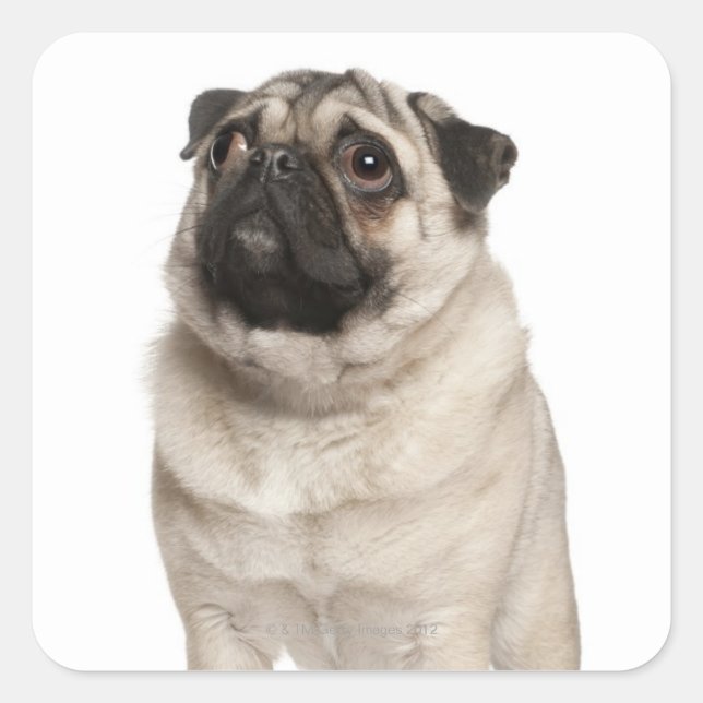 Pug (13 months old) looking up square sticker (Front)