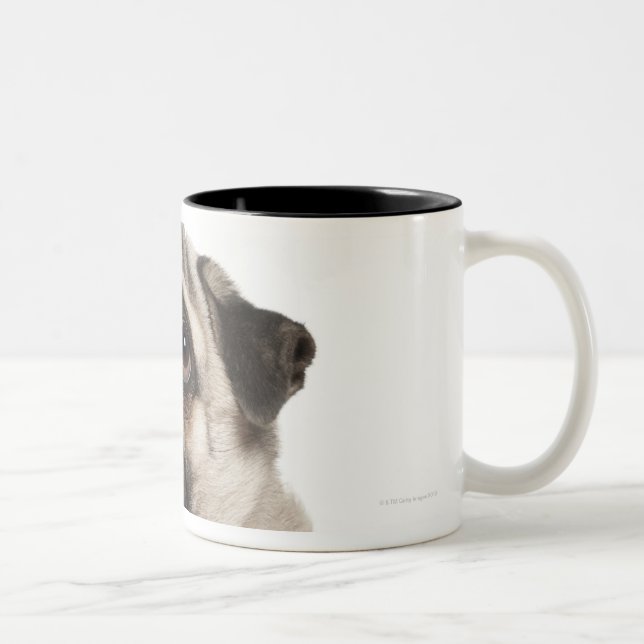 Pug (13 months old) looking up Two-Tone coffee mug (Right)