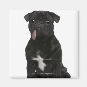 Pug (1 year old) sitting with its tongue hanging magnet