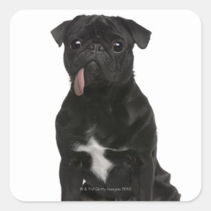 Pug (1 year old) sitting with its tongue hanging square sticker