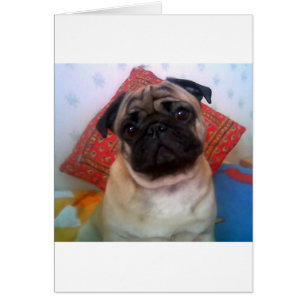 pug 4.png