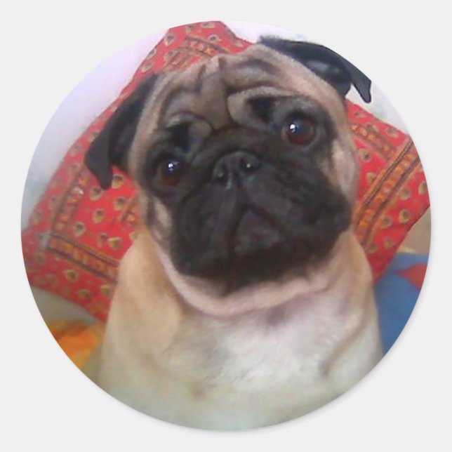 pug 4.png classic round sticker (Front)