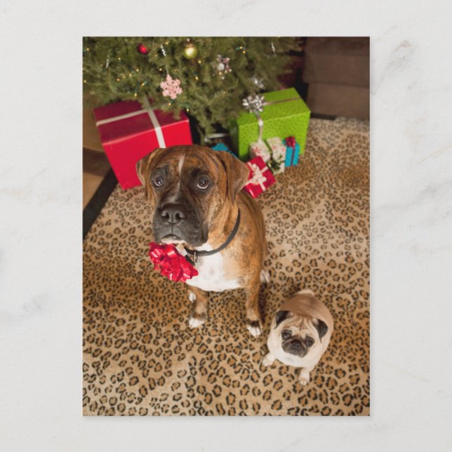 Pug and boxer sitting in front of Christmas tree Holiday Postcard (Front)