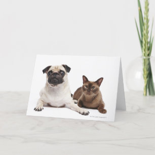 Pug and Burmese cat Card