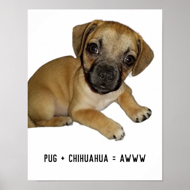 Pug and Chihuahua Cute Dog Puppy Breed Mix Ever Poster (Front)