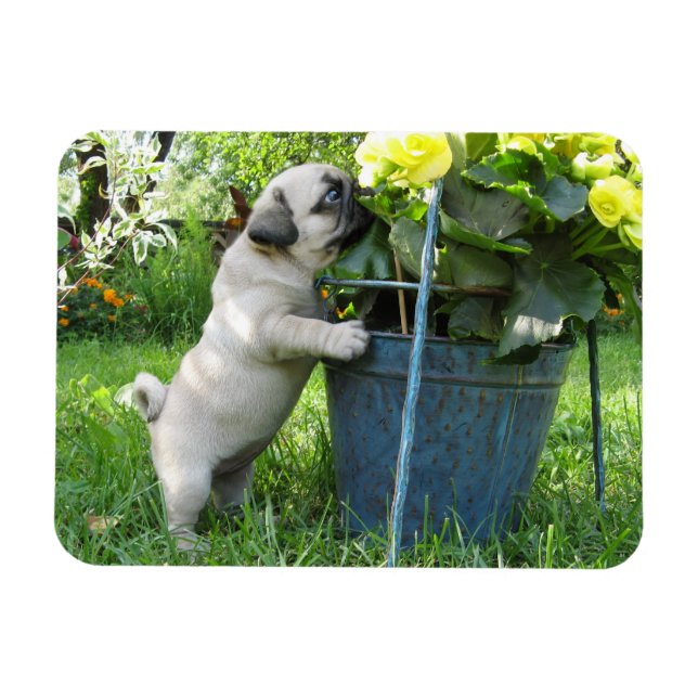 Pug and Flowers Magnet (Horizontal)