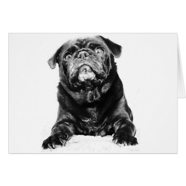 Pug - Black PUG  Black & White (Front Horizontal)
