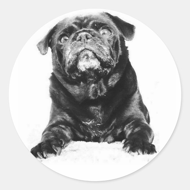 Pug - Black PUG  Black & White Classic Round Sticker (Front)