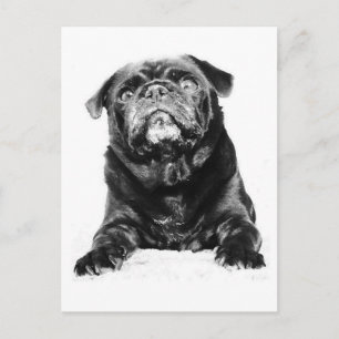 Pug - Black PUG Black & White Postcard