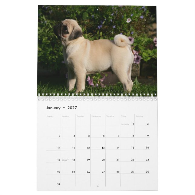 Pug Calendar (Jan 2027)
