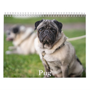 Pug Calendar