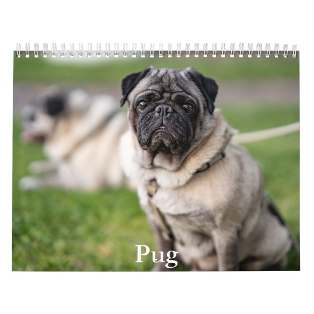 Pug Calendar (Cover)
