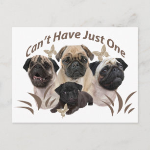 Pug Can't Have Just One Apparel and Gifts Postcard