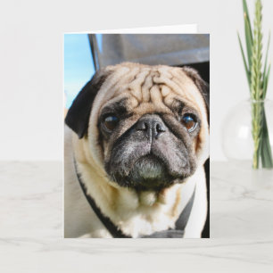 Pug Card
