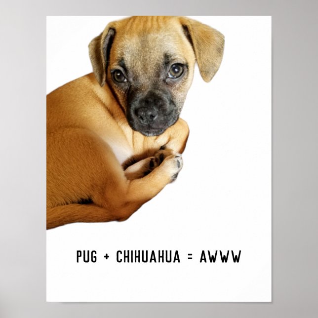 Pug + Chihuahua = Awww Cutest Puppy Mix Ever Poster (Front)