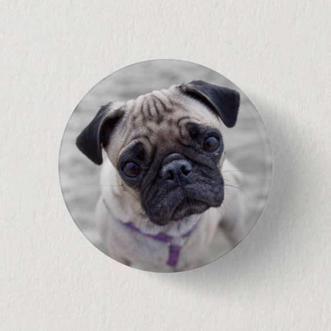 Pug Closeup 3 Cm Round Badge (Front)