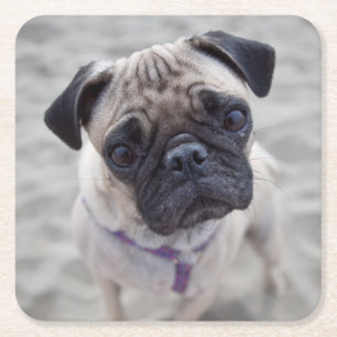 Pug Closeup Square Paper Coaster