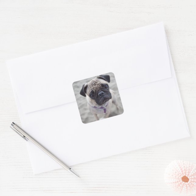 Pug Closeup Square Sticker (Envelope)