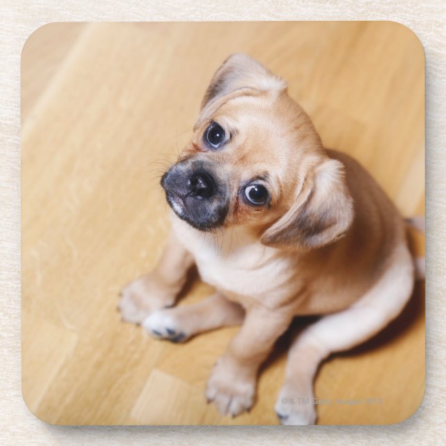 Pug Cross Cavalier King Charles Spaniel Coaster (Front)