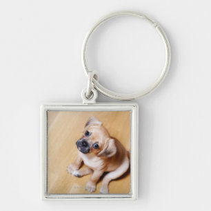 Pug Cross Cavalier King Charles Spaniel Key Ring